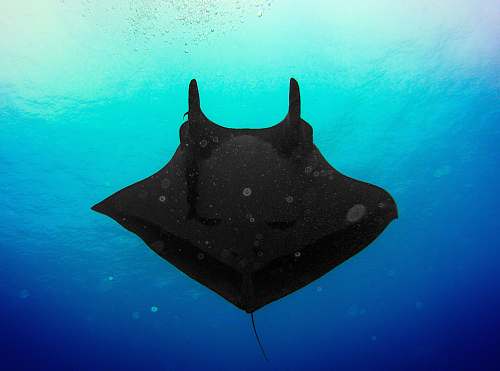 manta ray black stingray sea life